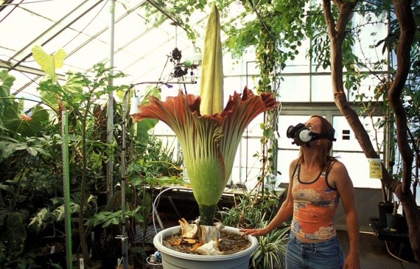 amorphophallustitanum.jpg