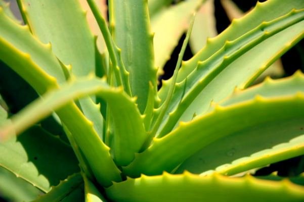 aloe.jpg