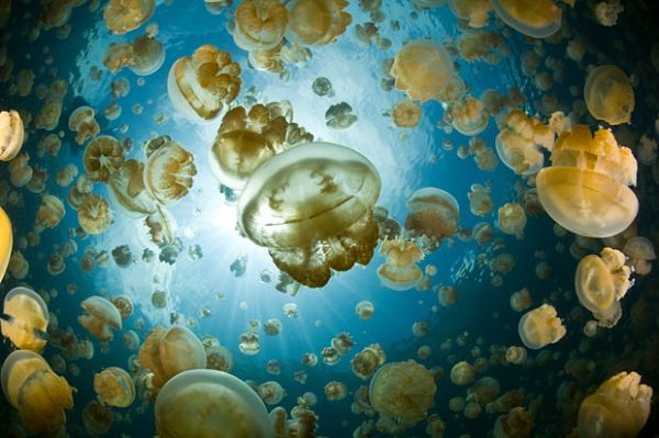palau5.jpg