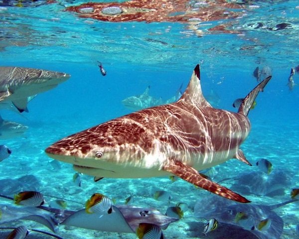 Bora Bora.jpg