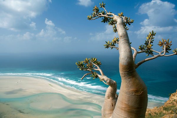socotra2.jpg