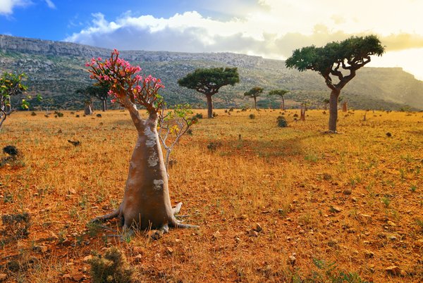 socotra3.jpg