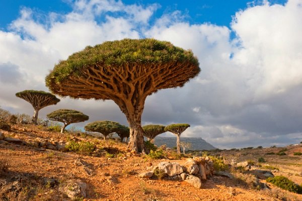 socotra9.jpg